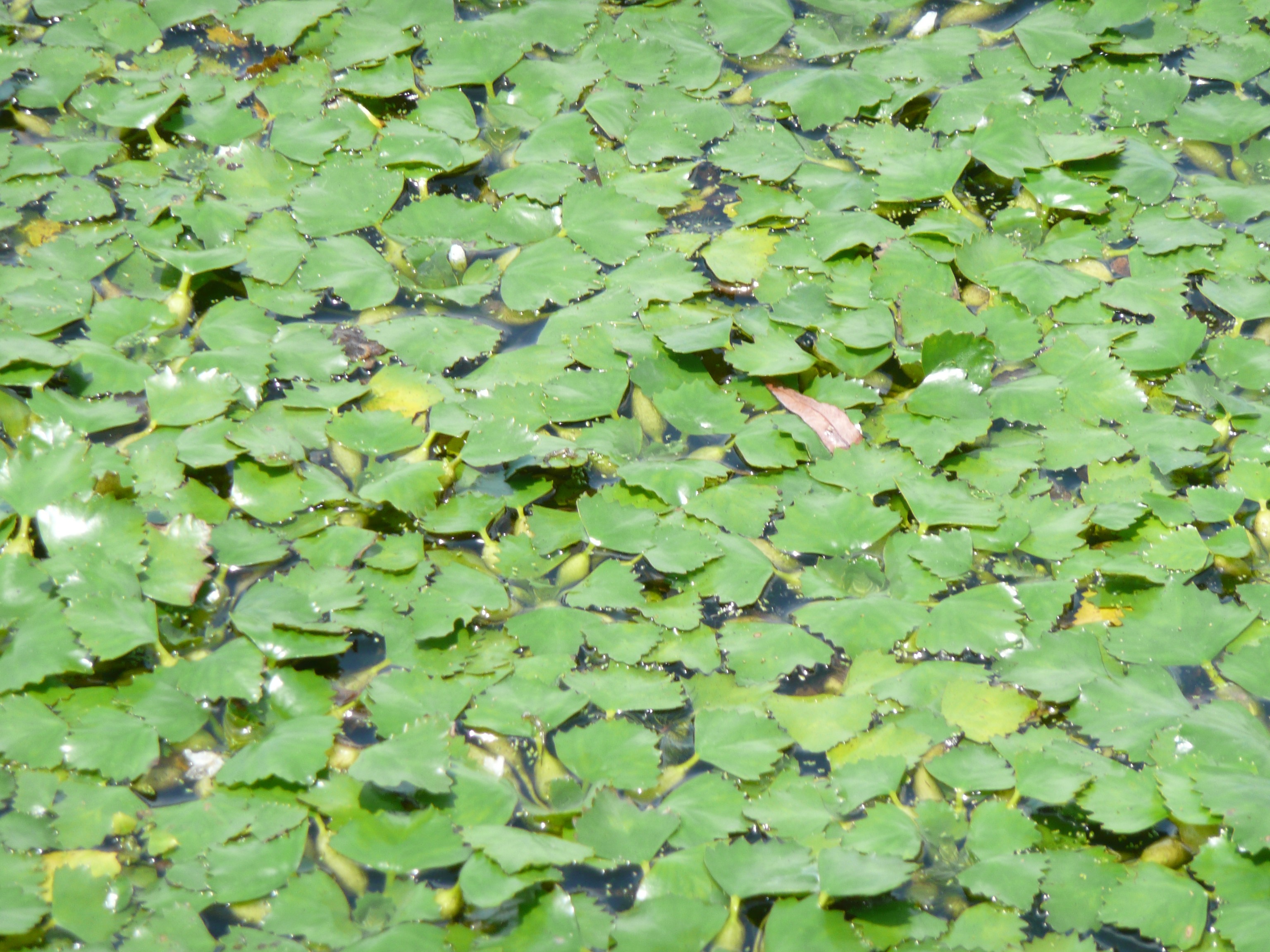 Water Chestnut Plant What Is A Water Chestnut Information About